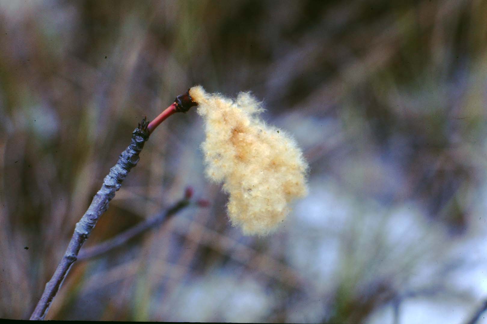 ALGODÃOZINHO DO CERRADO