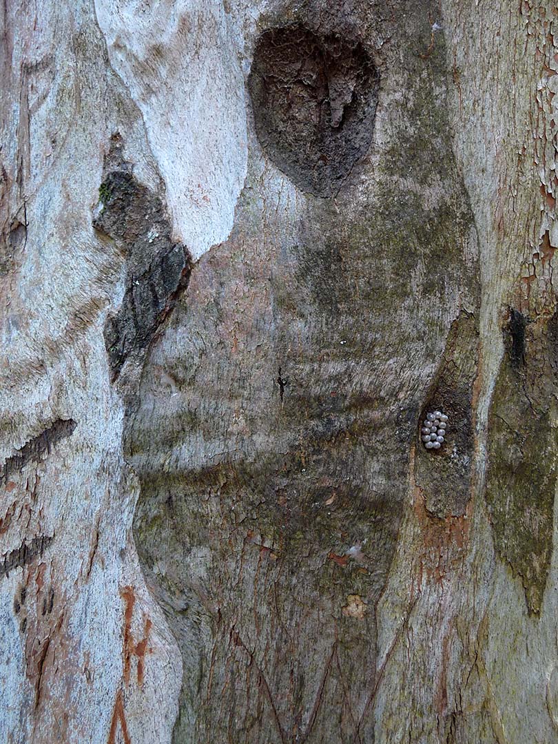 APARIÇÃO - Parque das Mangueiras 2