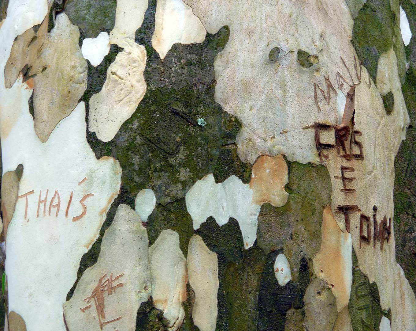 BEBÊ PERDIDO-Parque das Mangabeiras