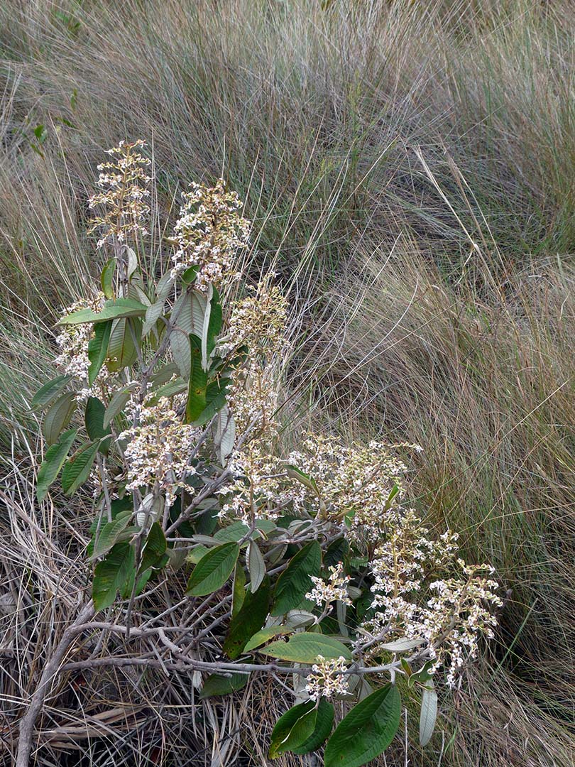 BUQUÊ AGRESTE Serra do Cipó 1