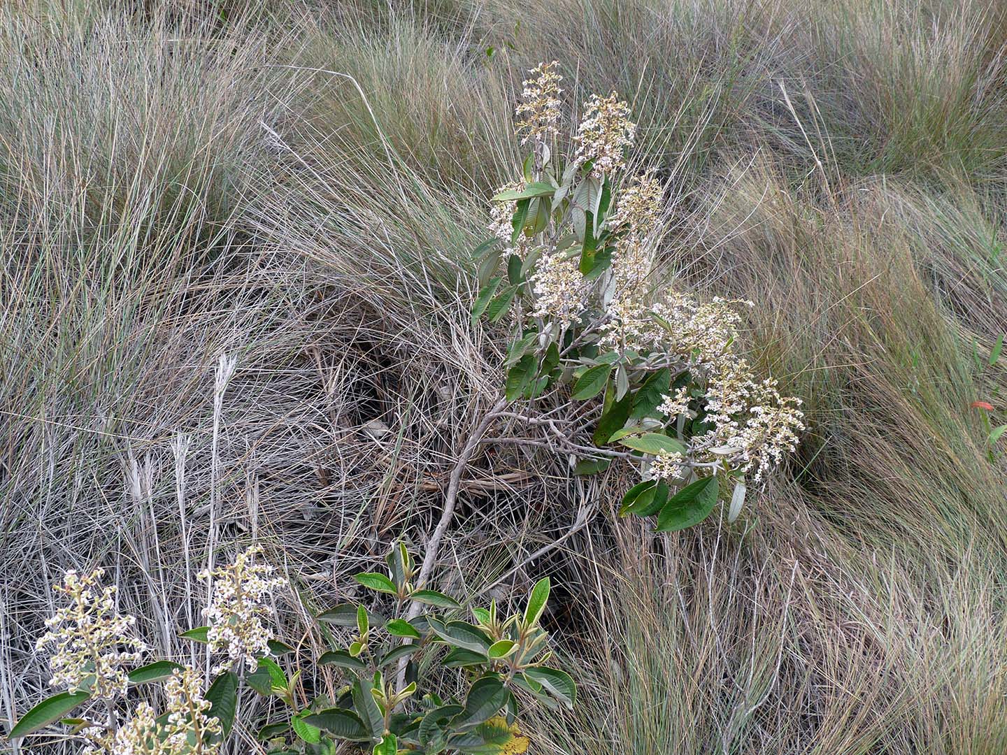BUQUÊ AGRESTE- Serra do Cipó 2