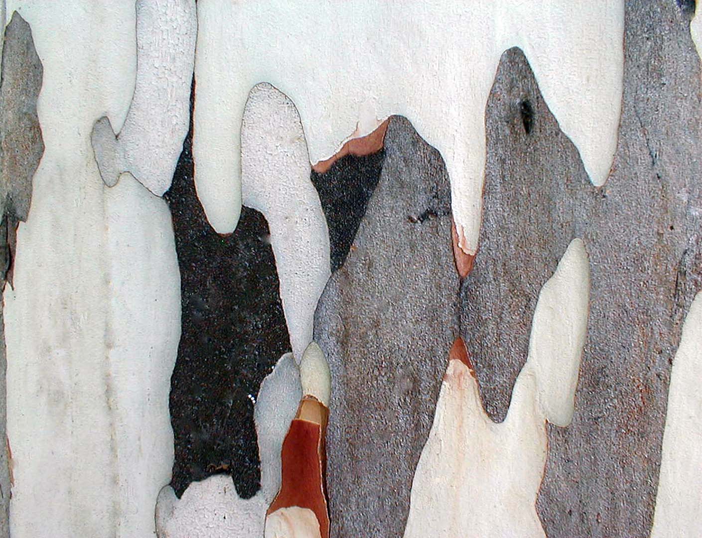 FANTASMAS- Parque das Mangabeiras