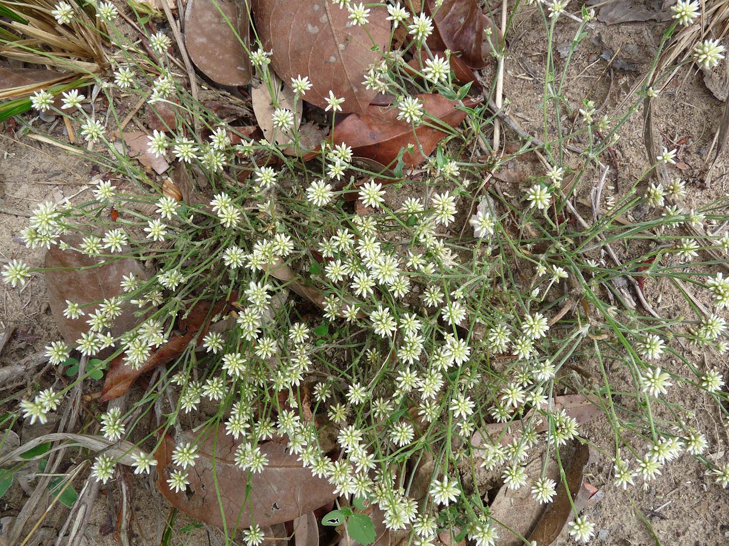 FLOR MIUDA - SERRA DO CIPÓ