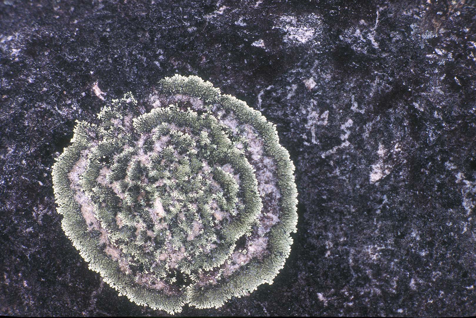 LÍQUEN - SERRA DO CIPÓ
