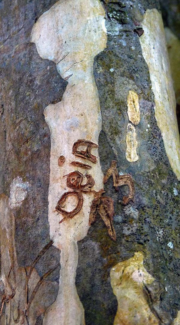 MANUSCRITO IN NATURA 1