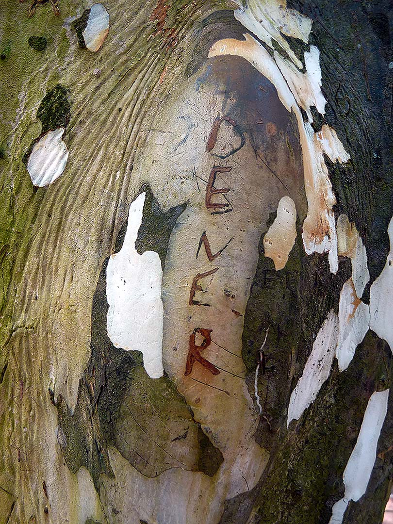 MANUSCRITO IN NATURA 2