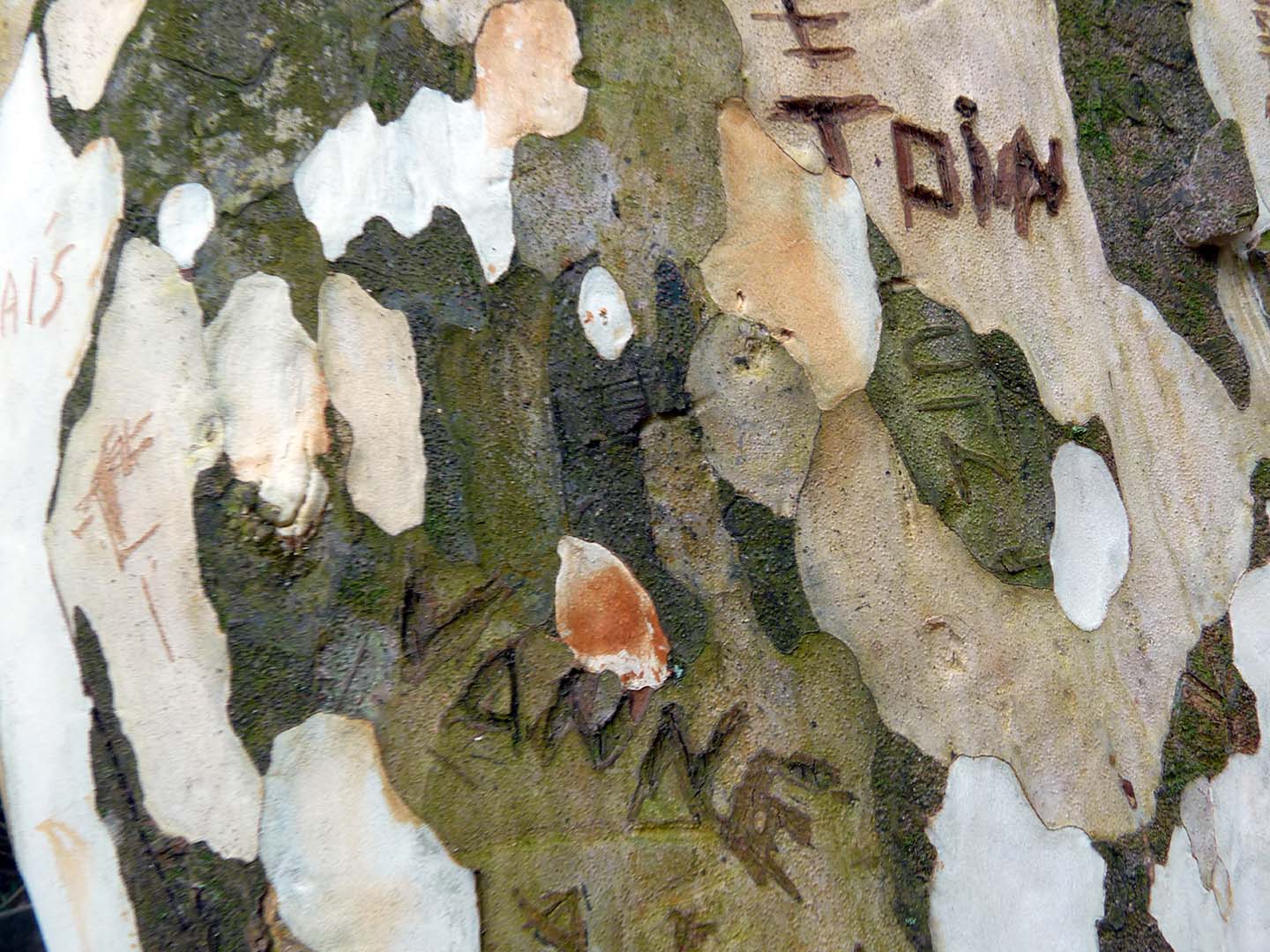 MANUSCRITO IN NATURA 2