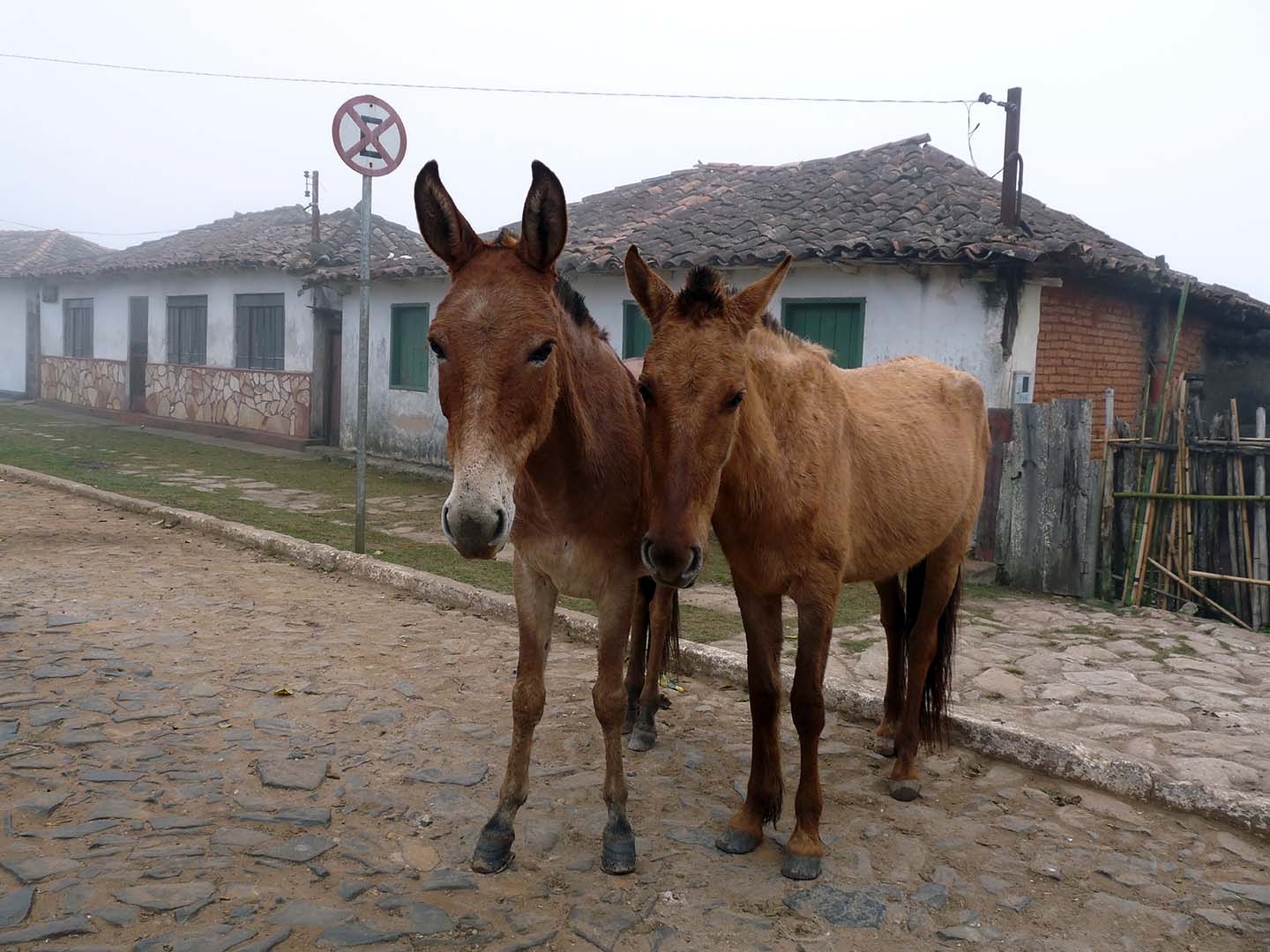 PASSEIO MATINAL LAVRAS NOVAS 1
