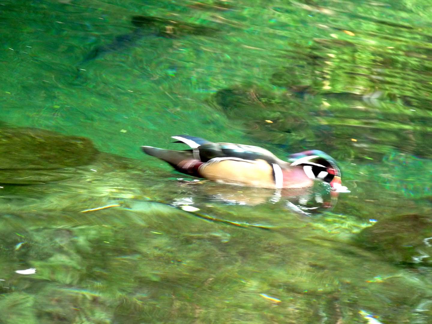 PATO FELIZ MONTRÉAL