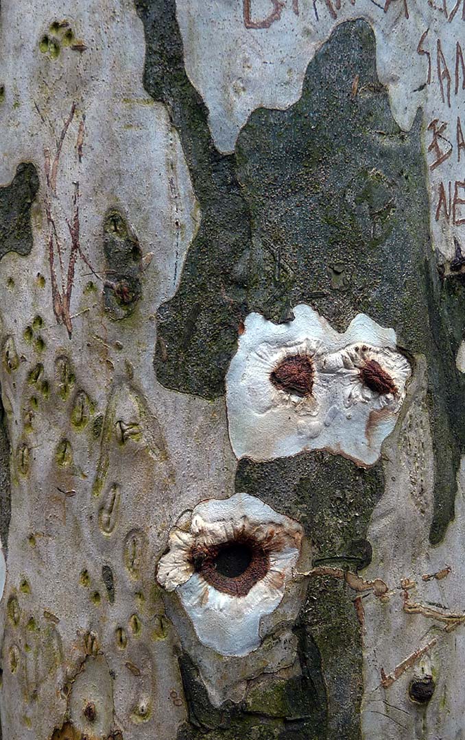 TRÊS OLHOS A ME OLHAR- PARQUE DA MANGABEIRAS