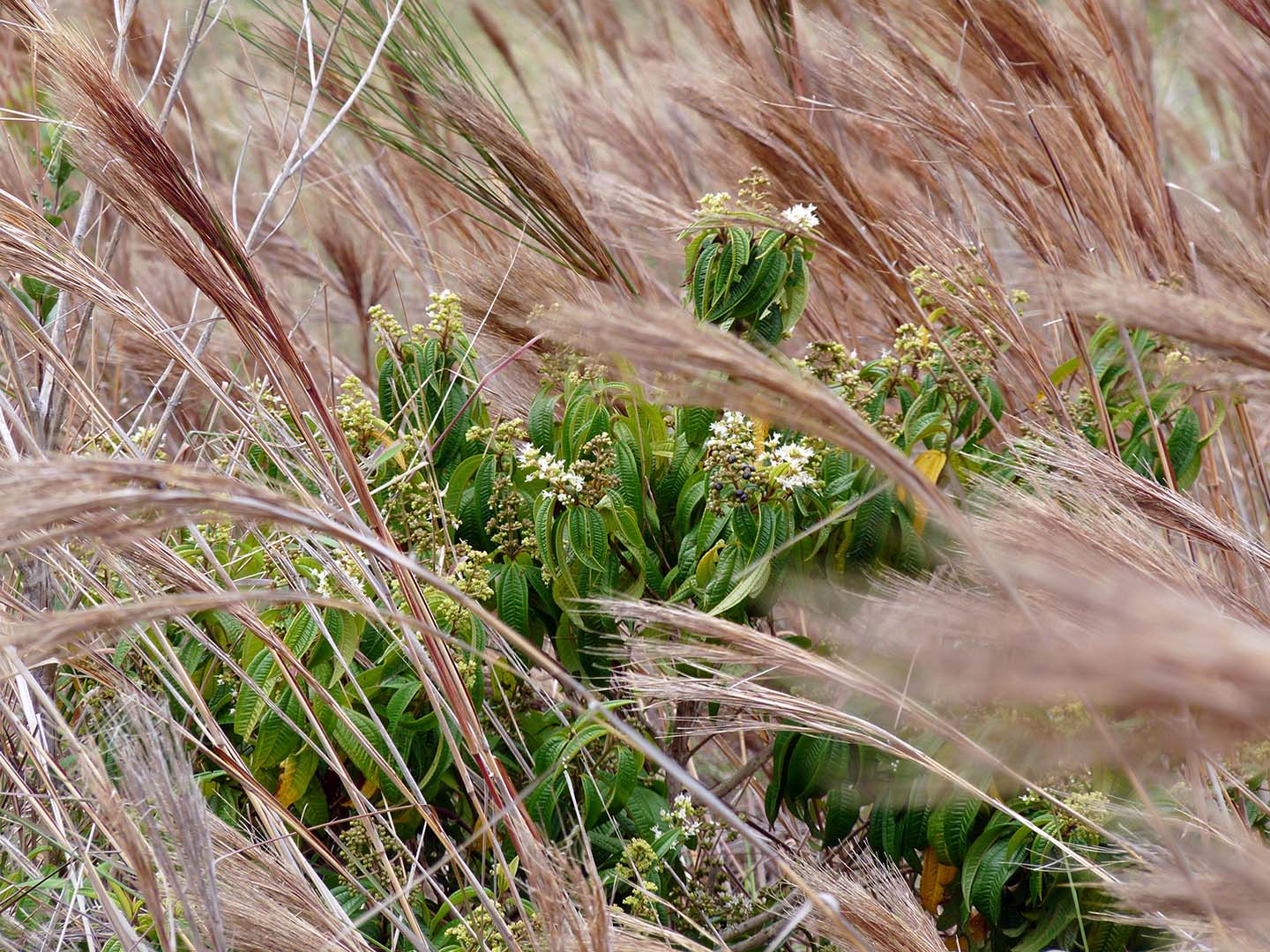 VENTANIA Serra do Cipó